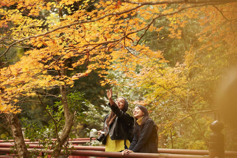 紅葉※イメージ　提供：ピクスタ