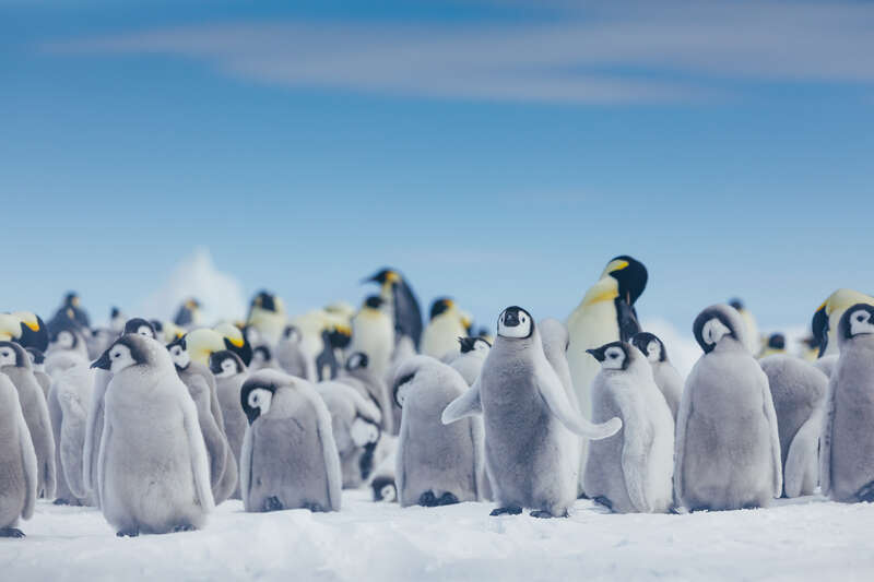 コウテイペンギン＿スノーヒル島©David-Merron　提供：クルーズライフ