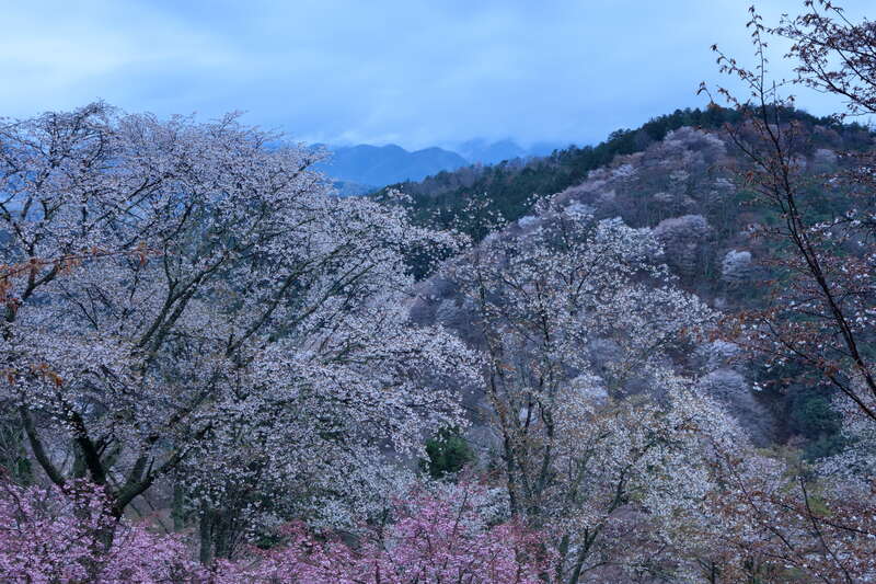 吉野山　下千本　　提供元：吉野山観光協会