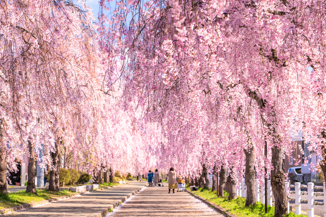 【東京駅・上野駅・大宮駅・小山駅・宇都宮駅・那須塩原駅発】 絶景の桜トンネル！日中線しだれ桜並木と日本の原風景・大内宿、春の裏磐梯へ２日間