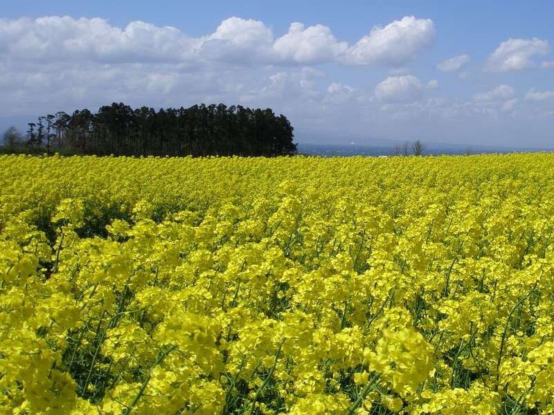 横浜町の菜の花畑