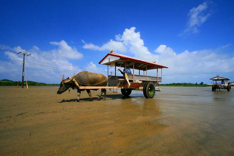 由布島/水牛車（イメージ）　提供元：アイランドフォト