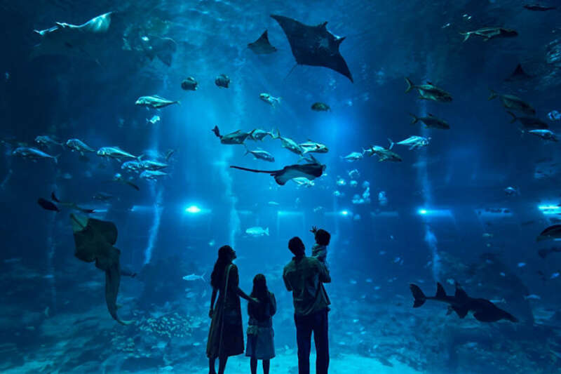 オーシャナリウム（イメージ）　oceanarium