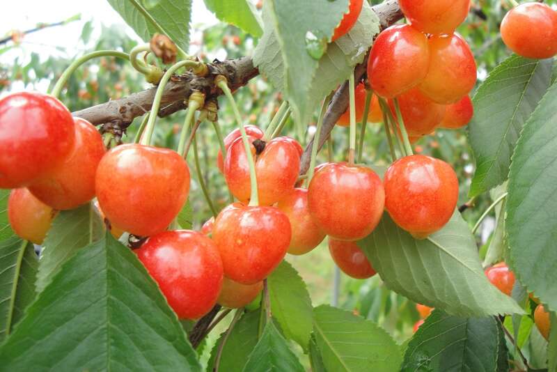 初夏の赤い宝石♪旬のさくらんぼ狩り園内約30分食べ放題！（イメージ）　：施設提供