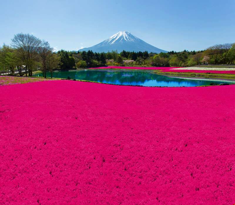 富士芝桜（イメージ）　画像提供：富士急行