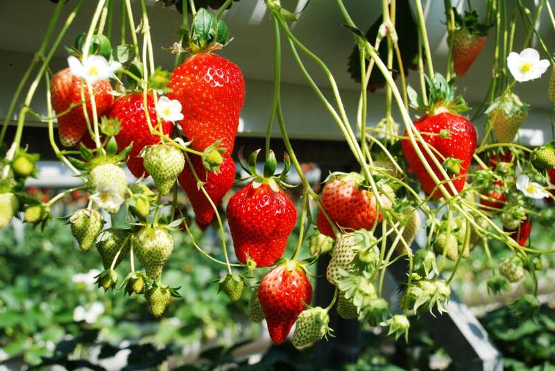 いちごイメージ　提供元　伊豆フルーツパーク