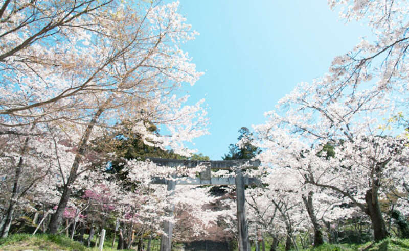 竈門神社の桜（イメージ）　提供：竈門神社